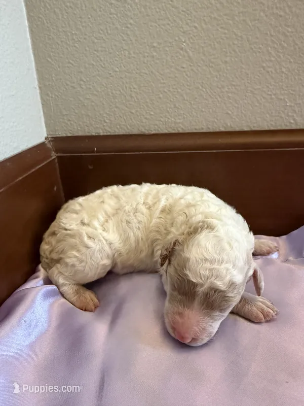 Girl 9 – Poodle - Standard  puppy for sale in Grundy Center, IA