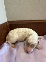 Daisy, a female Poodle - Standard  for sale in Grundy Center, IA – 1 of 5