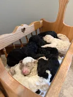 Tulip, a female Poodle - Standard  for sale in Grundy Center, IA – 2 of 5