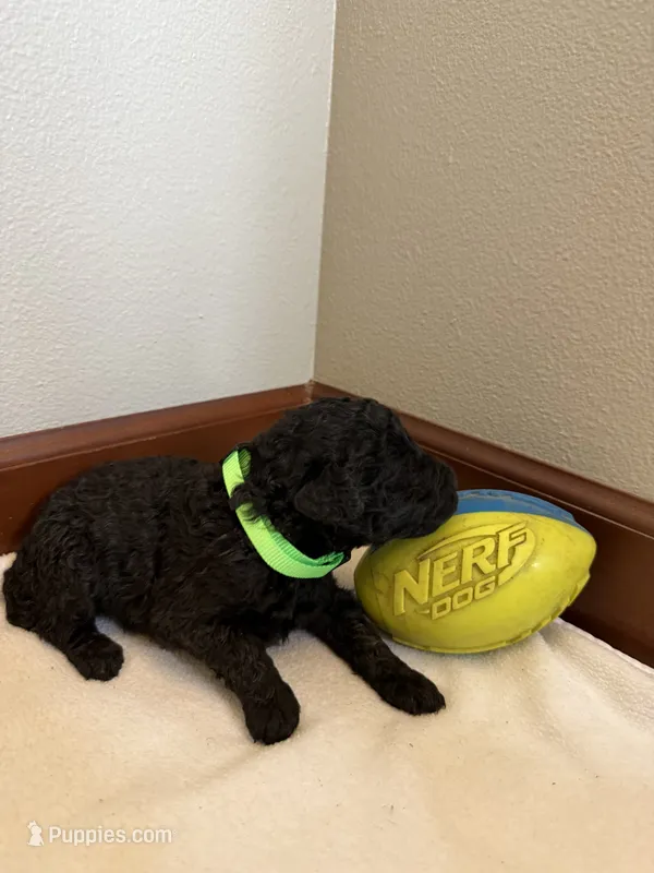 Clover – Poodle - Standard  puppy for sale in Grundy Center, IA