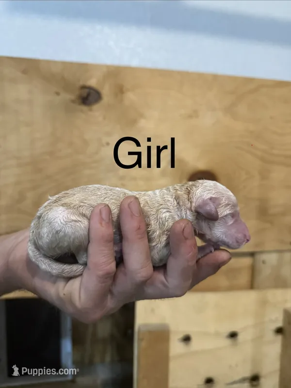 Girl 7 – Poodle - Standard  puppy for sale in Grundy Center, IA