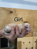 Girl 7, a female Poodle - Standard  for sale in Grundy Center, IA – 1 of 4
