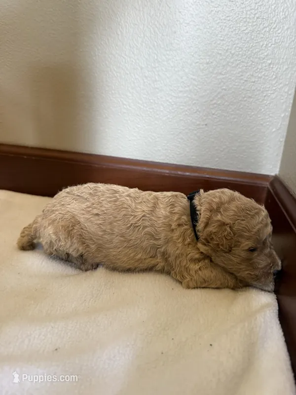 Orchid – Poodle - Standard  puppy for sale in Grundy Center, IA