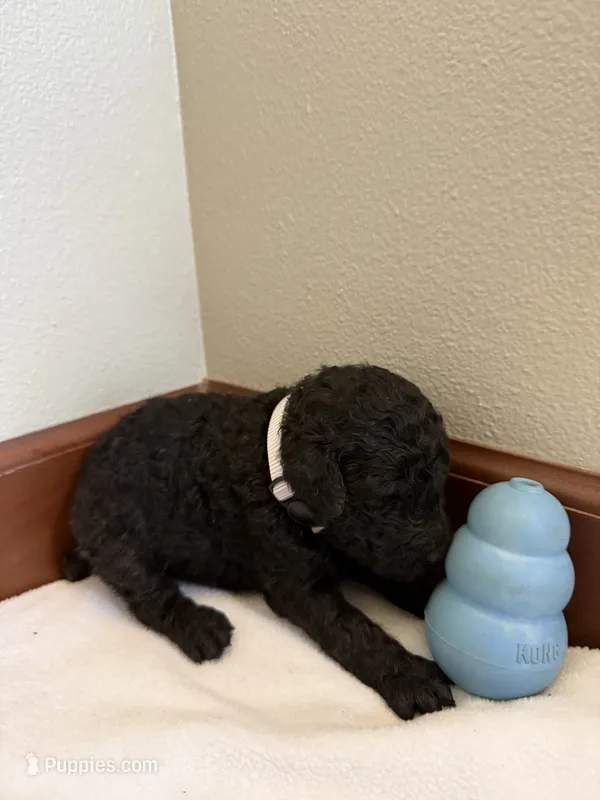 Ash – Poodle - Standard  puppy for sale in Grundy Center, IA