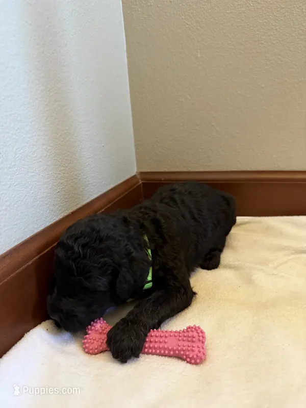 Clover – Poodle - Standard  puppy for sale in Grundy Center, IA