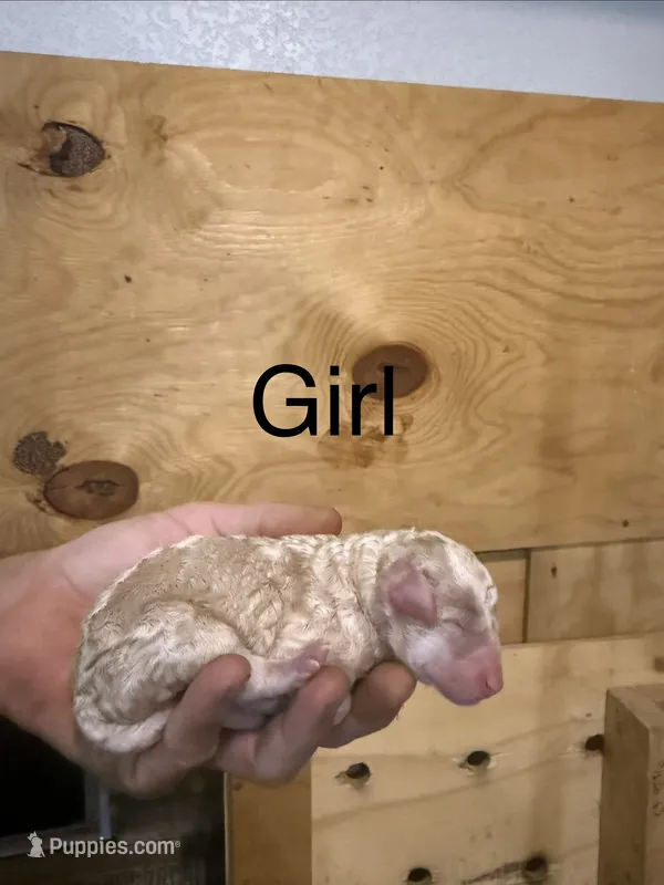 Girl 6 – Poodle - Standard  puppy for sale in Grundy Center, IA