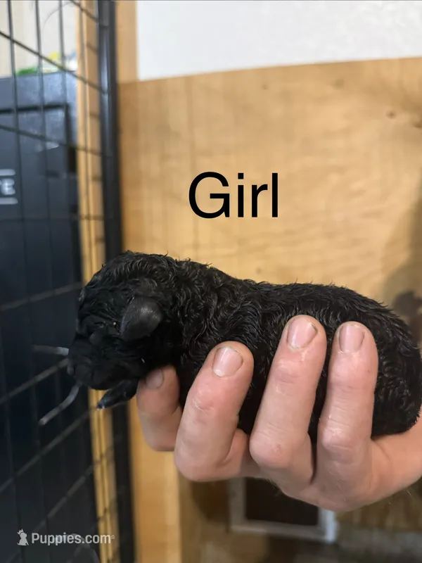 Girl 1 – Poodle - Standard  puppy for sale in Grundy Center, IA