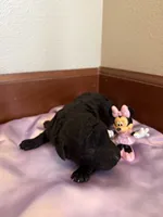 Poppy, a female Poodle - Standard  for sale in Grundy Center, IA – 1 of 5