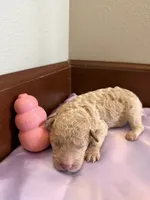 Tulip, a female Poodle - Standard  for sale in Grundy Center, IA – 1 of 5