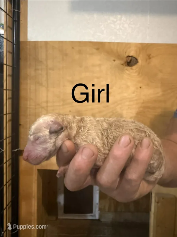 Girl 2 – Poodle - Standard  puppy for sale in Grundy Center, IA
