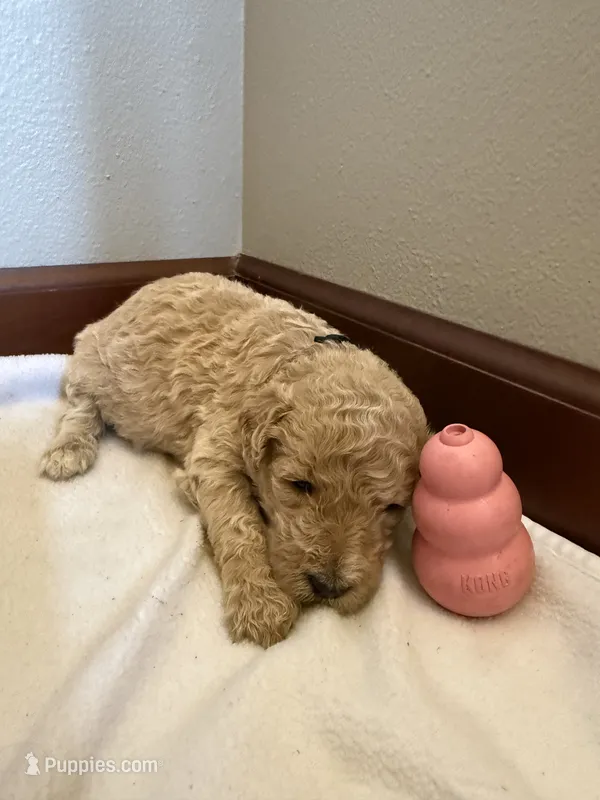 Orchid – Poodle - Standard  puppy for sale in Grundy Center, IA