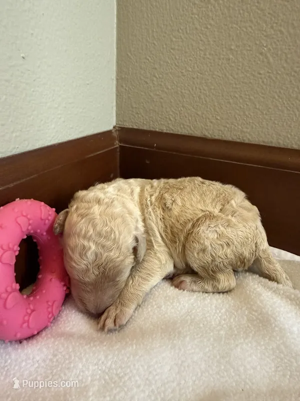 Girl 7 – Poodle - Standard  puppy for sale in Grundy Center, IA