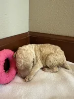 Lily, a female Poodle - Standard  for sale in Grundy Center, IA – 1 of 5
