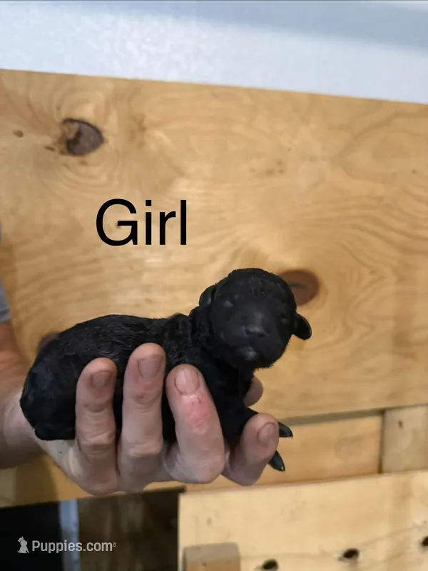 Girl 5 – Poodle - Standard  puppy for sale in Grundy Center, IA