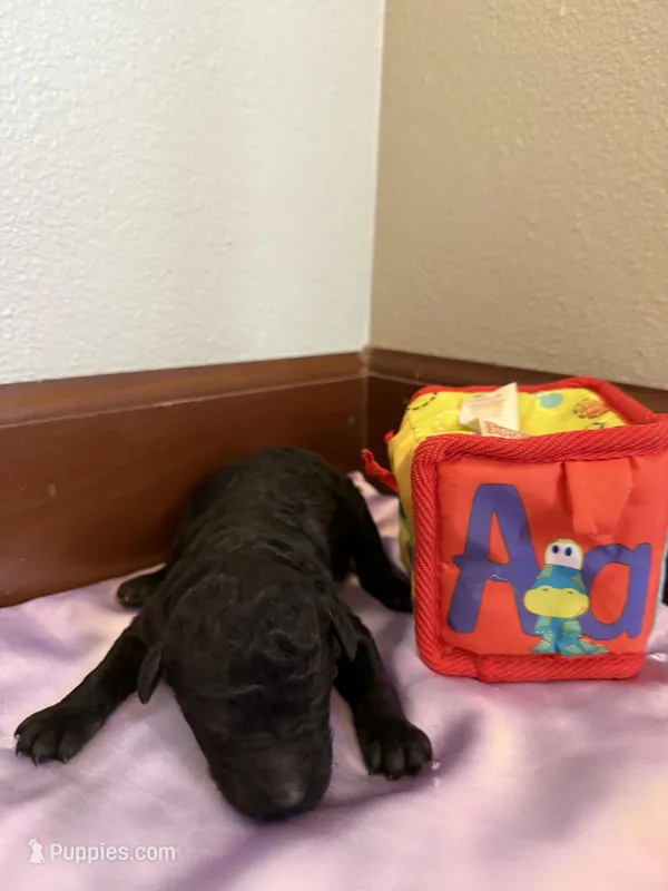 Girl 5 – Poodle - Standard  puppy for sale in Grundy Center, IA