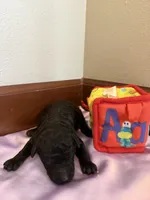 Clover, a female Poodle - Standard  for sale in Grundy Center, IA – 1 of 5
