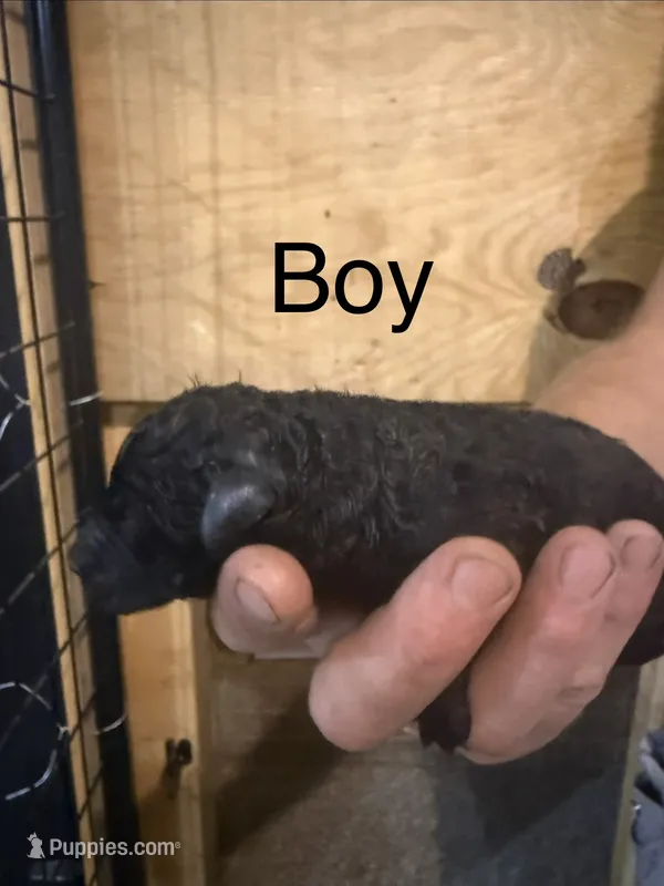 Boy 1 – Poodle - Standard  puppy for sale in Grundy Center, IA