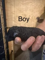 Boy 1, a male Poodle - Standard  for sale in Grundy Center, IA – 1 of 4