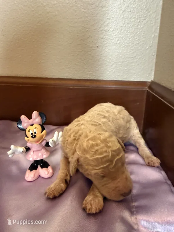Girl 2 – Poodle - Standard  puppy for sale in Grundy Center, IA