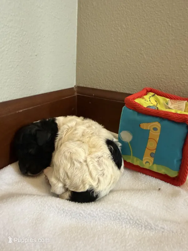 Boy 2 – Poodle - Standard  puppy for sale in Grundy Center, IA