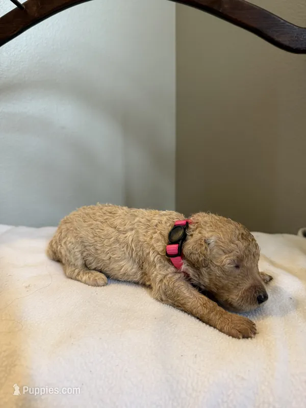 Tulip – Poodle - Standard  puppy for sale in Grundy Center, IA