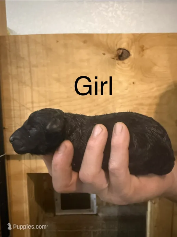 Girl 3 – Poodle - Standard  puppy for sale in Grundy Center, IA