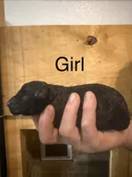 Girl 3, a female Poodle - Standard  for sale in Grundy Center, IA – 1 of 4