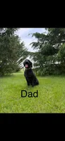 Girl 6, a female Poodle - Standard  for sale in Grundy Center, IA – 4 of 4