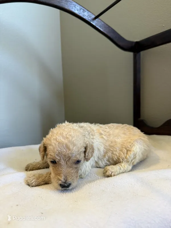 Lily – Poodle - Standard  puppy for sale in Grundy Center, IA