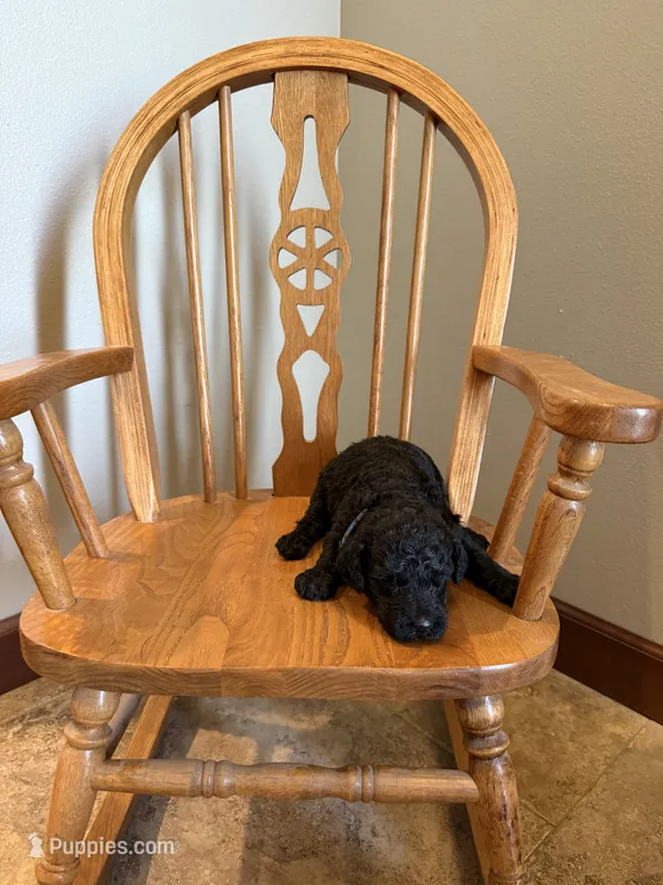 Iris – Poodle - Standard  puppy for sale in Grundy Center, IA