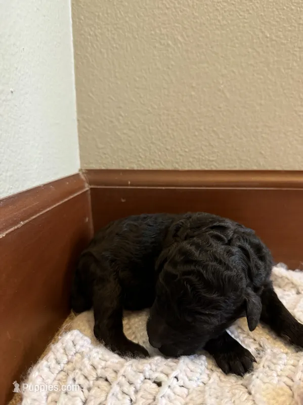 Girl 3 – Poodle - Standard  puppy for sale in Grundy Center, IA