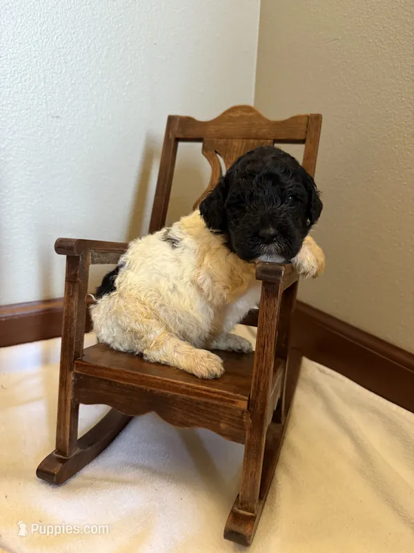 Sage – Poodle - Standard  puppy for sale in Grundy Center, IA
