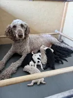 Tulip, a female Poodle - Standard  for sale in Grundy Center, IA – 3 of 5