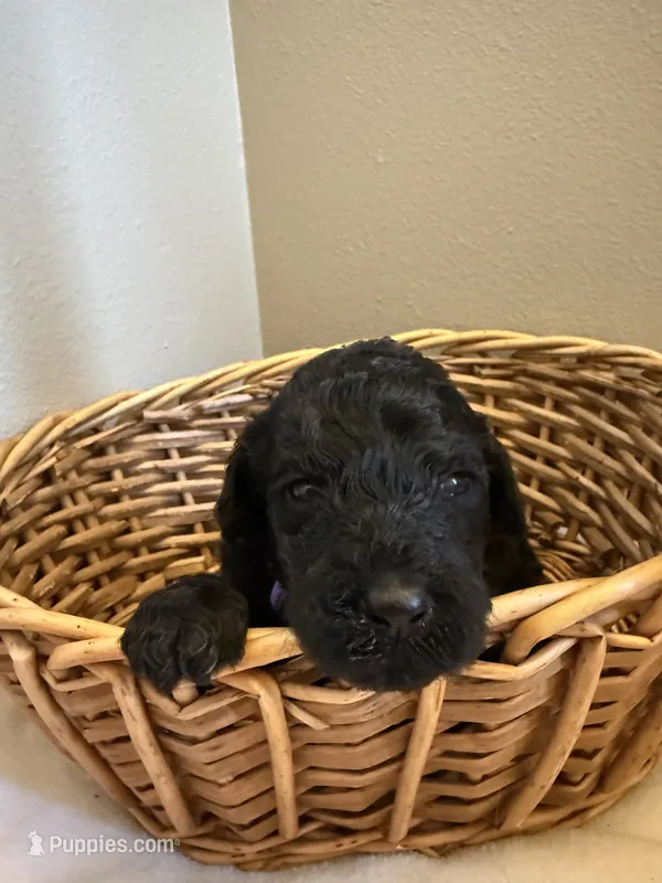 Petunia – Poodle - Standard  puppy for sale in Grundy Center, IA