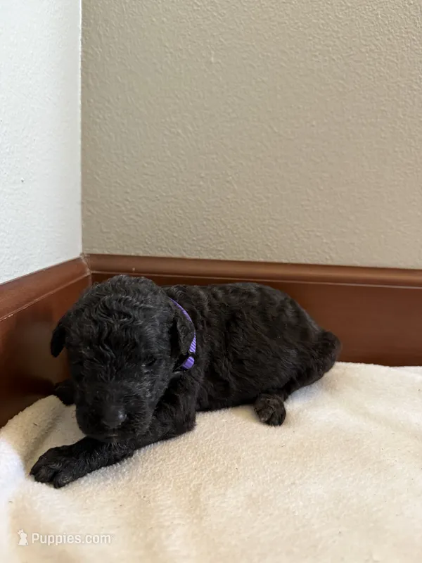 Petunia – Poodle - Standard  puppy for sale in Grundy Center, IA