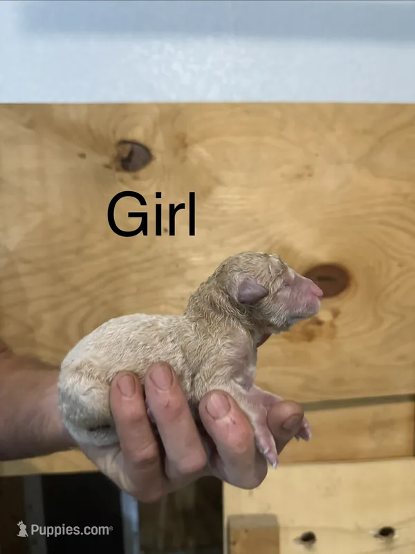 Girl 9 – Poodle - Standard  puppy for sale in Grundy Center, IA
