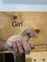 Girl 9, a female Poodle - Standard  for sale in Grundy Center, IA – 1 of 4