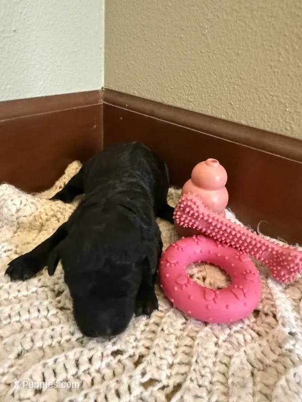 Girl 1 – Poodle - Standard  puppy for sale in Grundy Center, IA