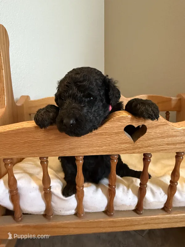 Rose – Poodle - Standard  puppy for sale in Grundy Center, IA