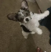 Beethoven, a male Yorkshire Terrier for sale in Katy, TX – 2 of 2