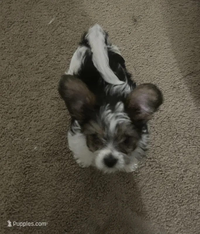 Beethoven – Yorkshire Terrier puppy for sale in Katy, TX