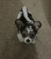 Beethoven, a male Yorkshire Terrier for sale in Katy, TX – 1 of 2