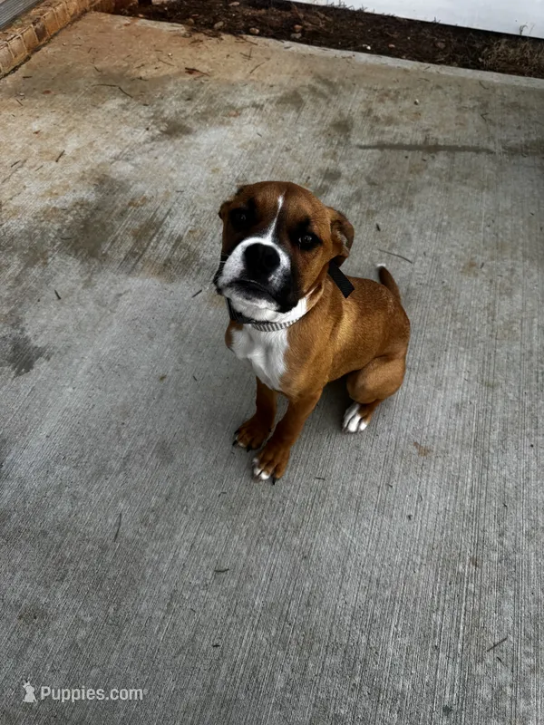 Bubba – Boxer, American Pit Bull Terrier puppy for sale in Covington, GA
