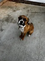 Bubba, a male Boxer and American Pit Bull Terrier for sale in Covington, GA – 1 of 1