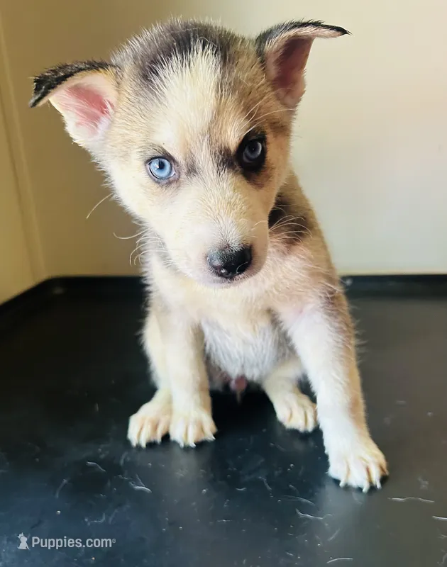 Rasha – Siberian Husky puppy for sale in Thomasville, GA
