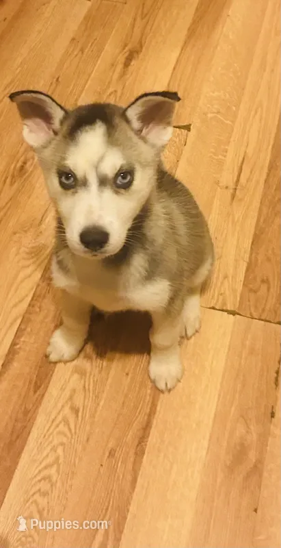 Rasha – Siberian Husky puppy for sale in Thomasville, GA