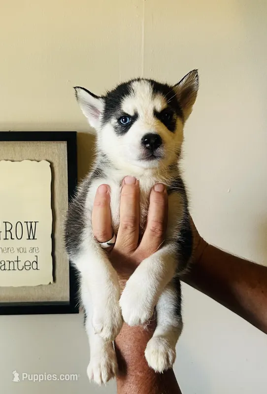 Luna – Siberian Husky puppy for sale in Thomasville, GA
