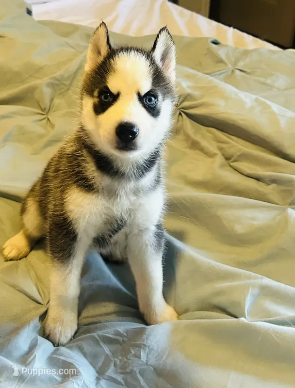 Yukon – Siberian Husky puppy for sale in Thomasville, GA