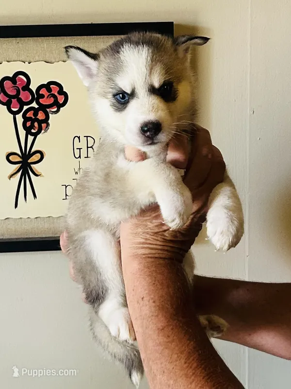 Max – Siberian Husky puppy for sale in Thomasville, GA