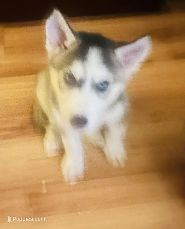 Asher – Siberian Husky puppy for sale in Thomasville, GA
